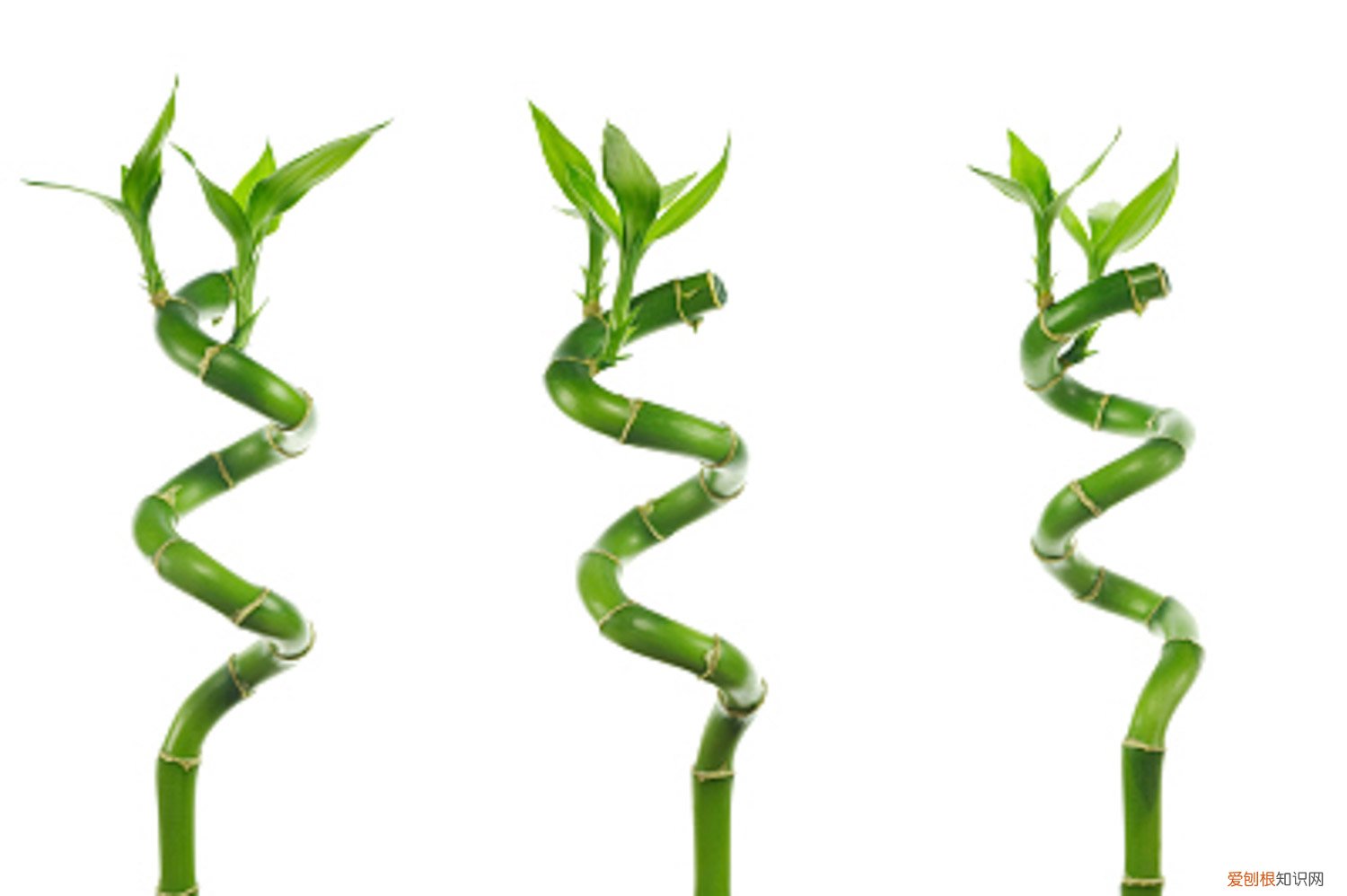 新买的富贵竹几天换水,几天能生根啊 新买的富贵竹几天换水，几天能生根