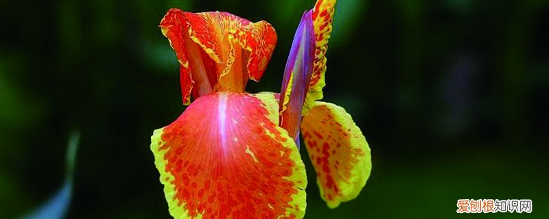 大花美人蕉种植密度,种植方法是什么样的 大花美人蕉种植密度，种植方法是什么