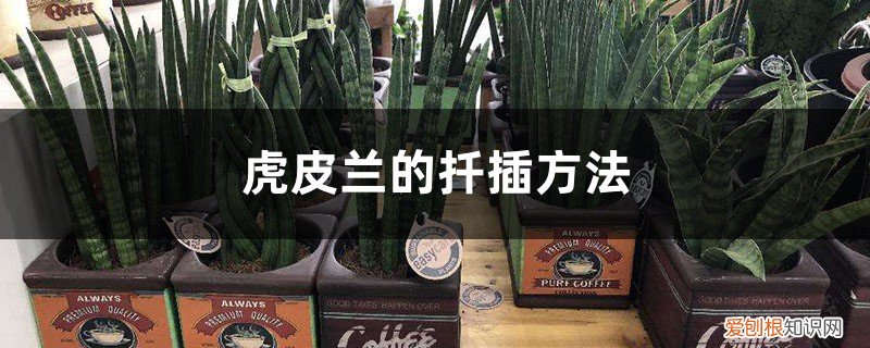 虎皮兰的扦插方法,什么季节插比较好 虎皮兰的扦插方法，什么季节插