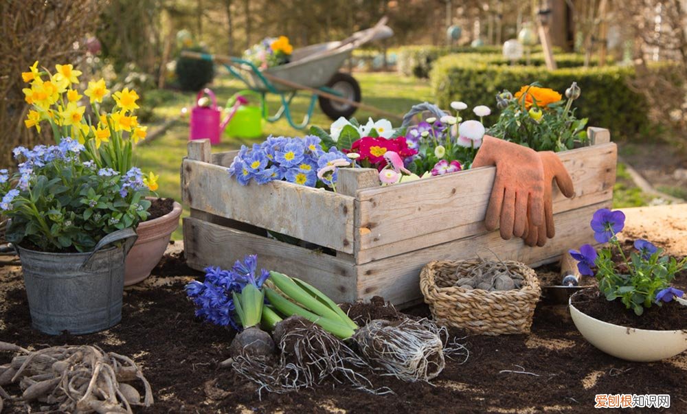 海仙花的养殖方法和注意事项 海仙花怎么繁殖