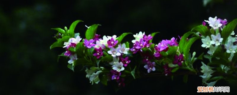 海仙花的养殖方法和注意事项 海仙花怎么繁殖