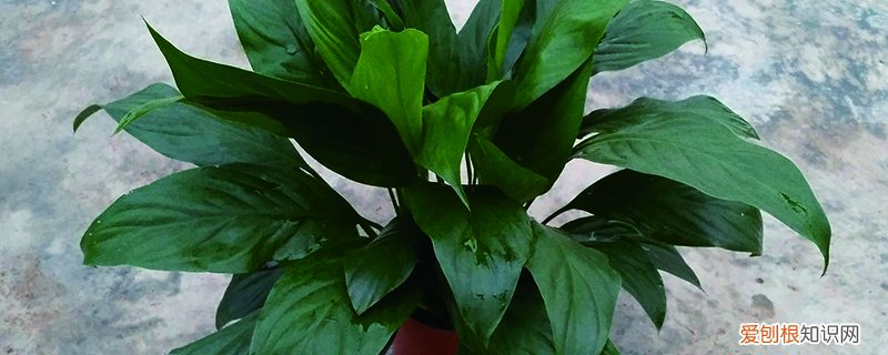 白掌越长越多怎么分株 白掌怎么分株，有什么注意事项