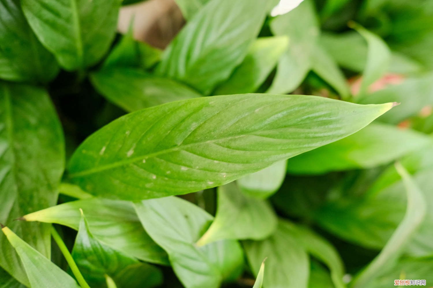 白掌越长越多怎么分株 白掌怎么分株，有什么注意事项