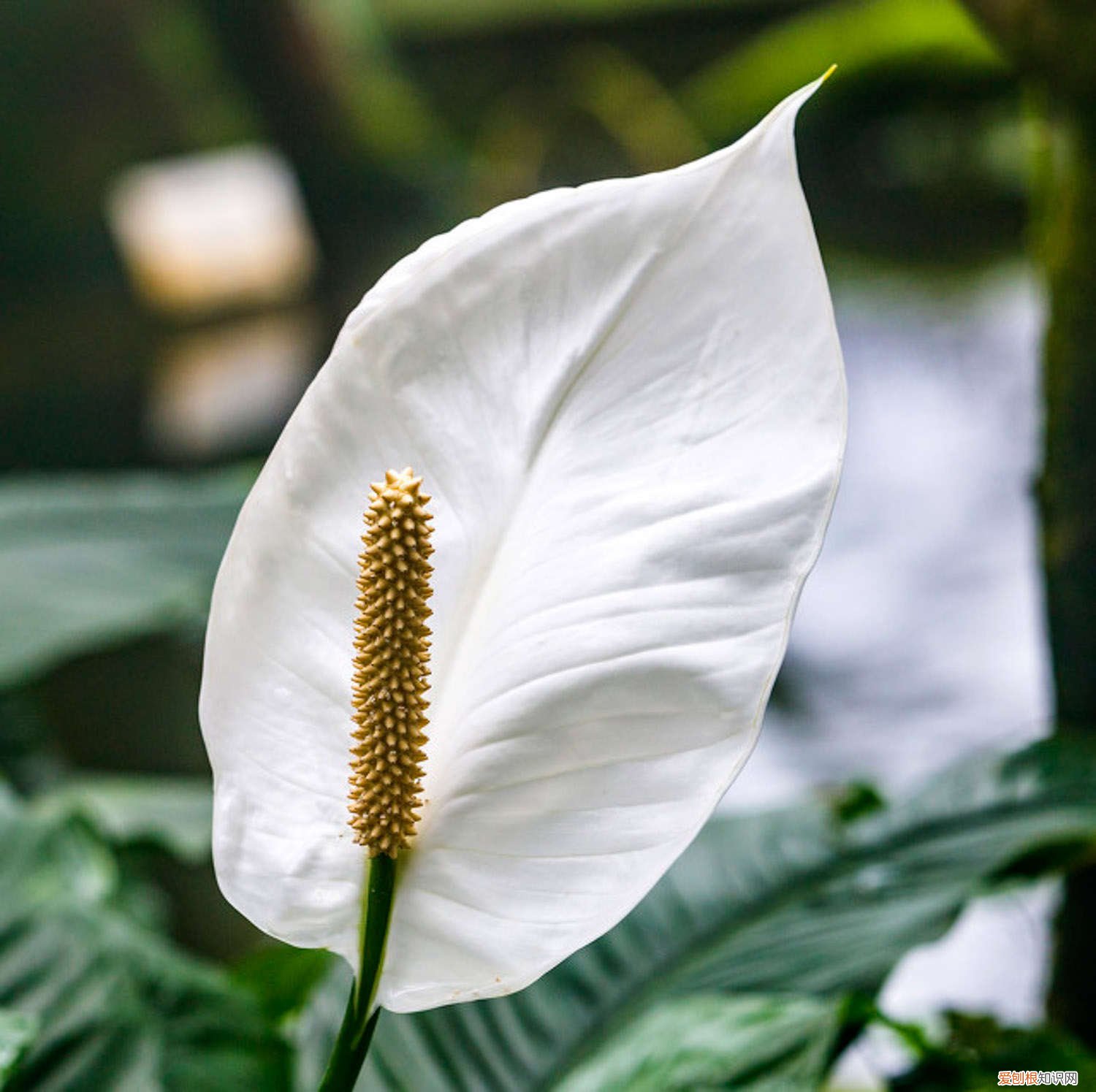 白掌越长越多怎么分株 白掌怎么分株，有什么注意事项