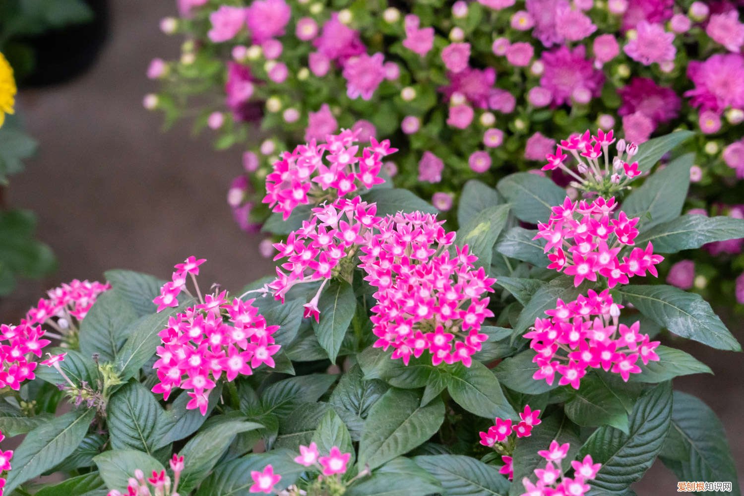 五星花怎么养不会枯萎 五星花怎么养