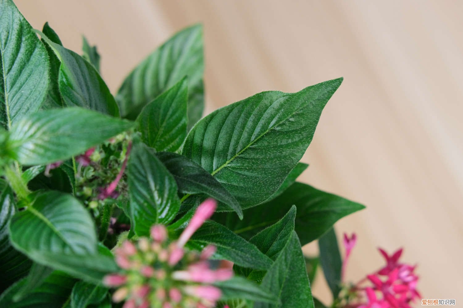 五星花怎么养不会枯萎 五星花怎么养