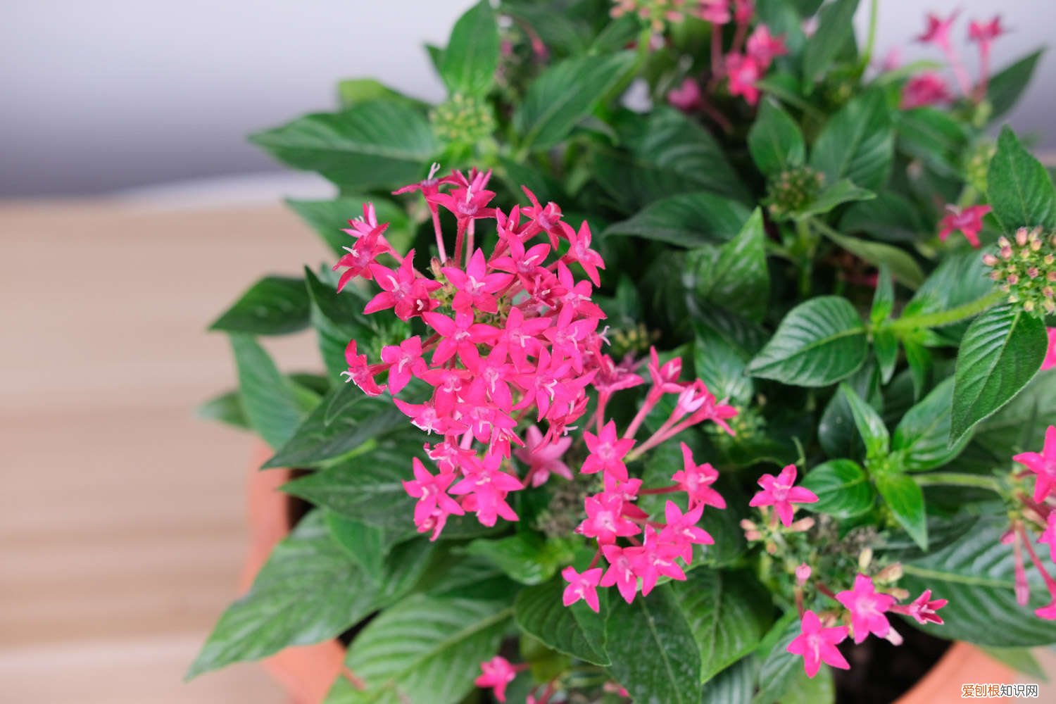 五星花怎么养不会枯萎 五星花怎么养