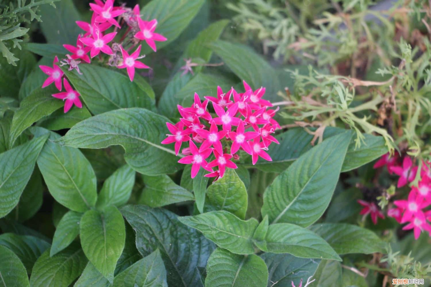 五角星花的养殖方法和注意事项视频 五星花怎么繁殖