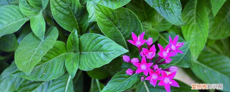 五角星花的养殖方法和注意事项视频 五星花怎么繁殖