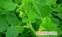 兔子吃苜蓿草的功效与作用 苜蓿草的功效与作用