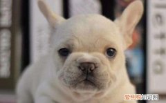 法斗为什么爱哭 法斗爱哭的原因