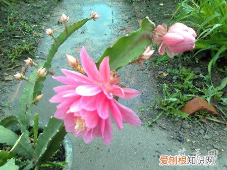 怎样才能让令箭荷花开出更多的花 怎么让令箭荷花多开花呢？