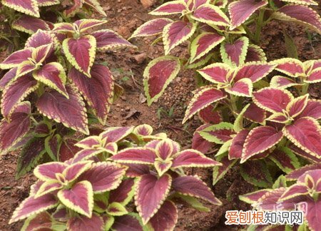 彩叶草的养殖方法发芽 彩叶草的养殖方法