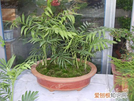 袖珍椰子黄叶是怎么回事 袖珍椰子叶子发黄的原因及解决方法