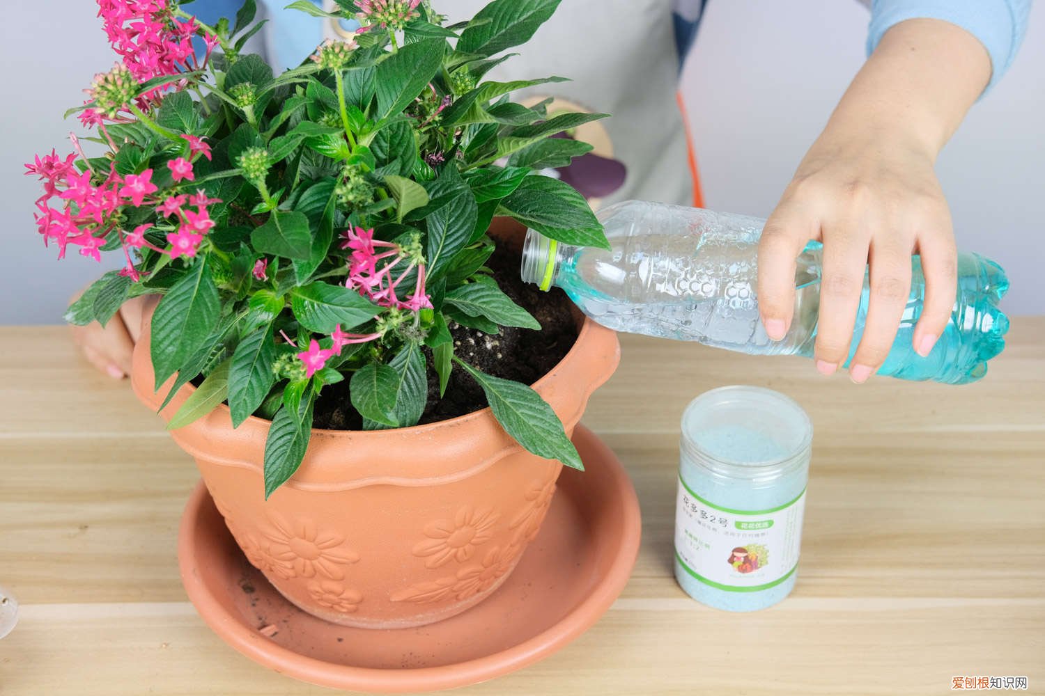 五星花品种 五星花怎么种