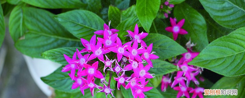 五星花品种 五星花怎么种