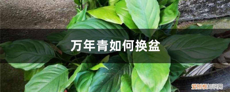 万年青如何换盆视频 万年青如何换盆