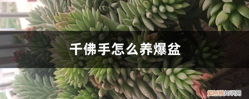 千佛手怎么养才会爆盆 千佛手怎么养爆盆