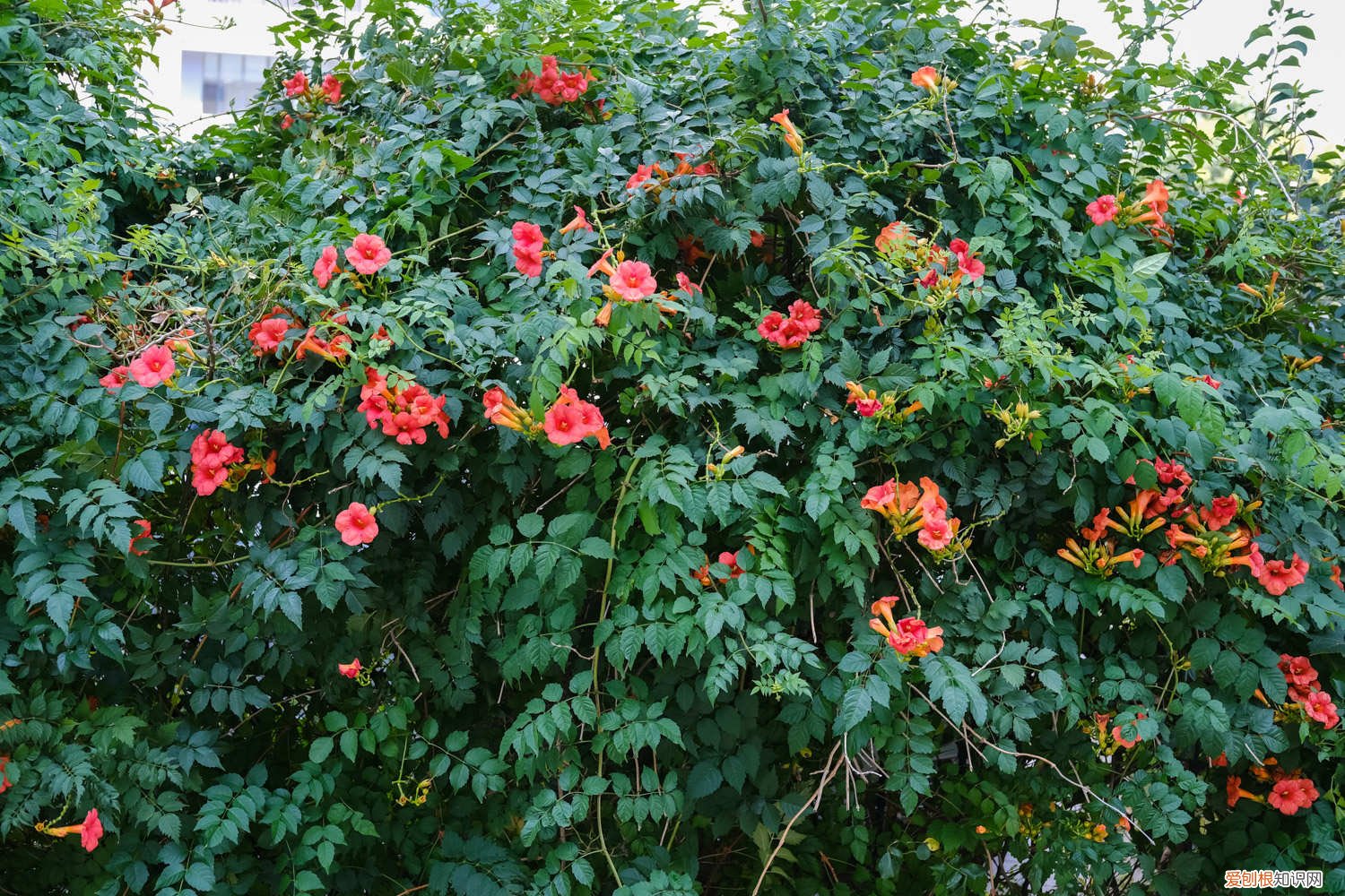 凌霄花怎么扦插生根 凌霄花怎么扦插