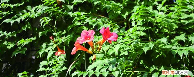 凌霄花怎么扦插生根 凌霄花怎么扦插