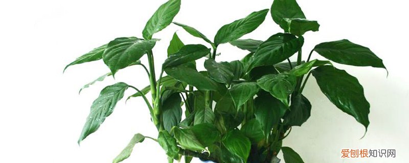 万年青春天怎样换盆管理 万年青秋季可以换盆吗