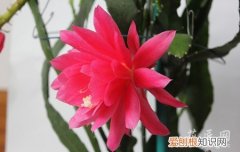 令箭荷花花期养护 令箭荷花四季的养护方法