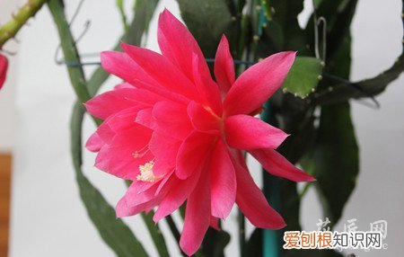 令箭荷花花期养护 令箭荷花四季的养护方法