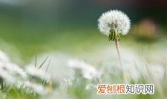 蒲公英根茶的作用与功效对肝脏 蒲公英根茶的作用与功效