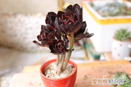 黑法师养殖方法和技术 黑法师养殖方法