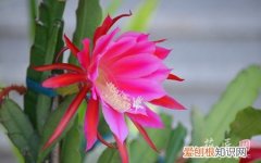 令箭荷花冬季的养殖方法和注意事项 令箭荷花的养殖方法和注意事项