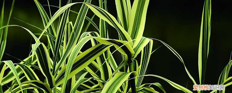 花叶芦竹怎么养殖 花叶芦竹怎么养