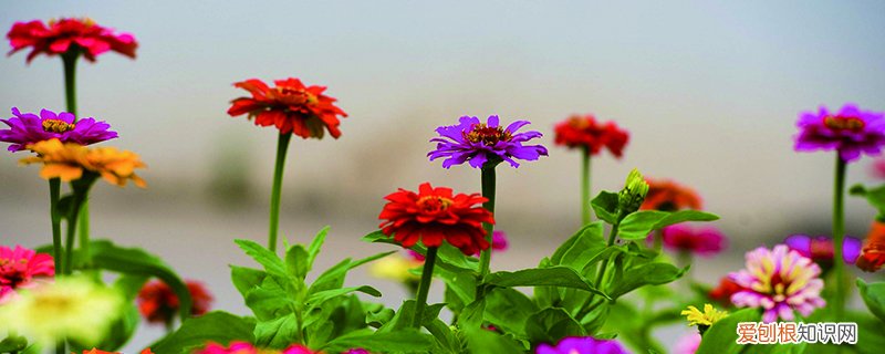 盆栽百日菊的种植方法 盆栽百日菊怎么养殖