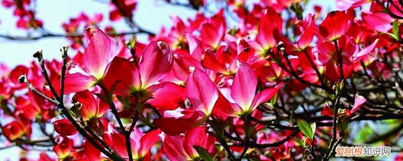 四照花如何养殖和管理 四照花如何养殖