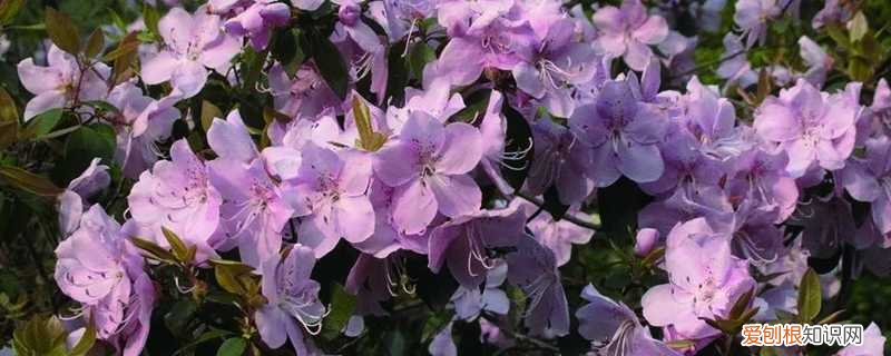 银铃花养殖方法 马银花的养殖方法