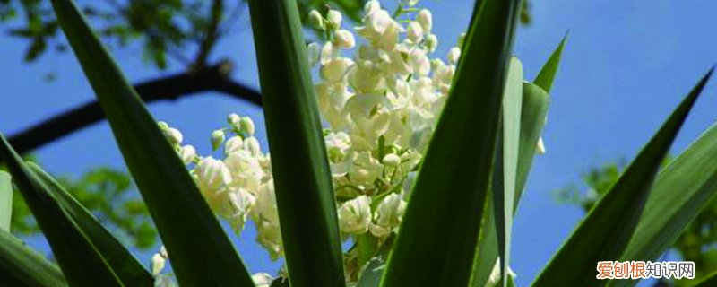 丝兰在水产养殖 丝兰的养殖方法