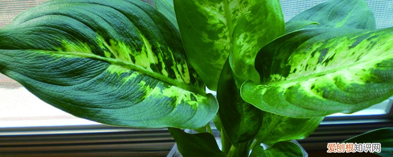 万年青怎么播种,什么时候发芽好 万年青怎么播种，什么时候发芽