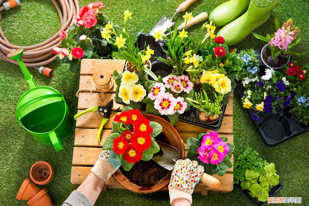 万年青怎么播种,什么时候发芽好 万年青怎么播种，什么时候发芽