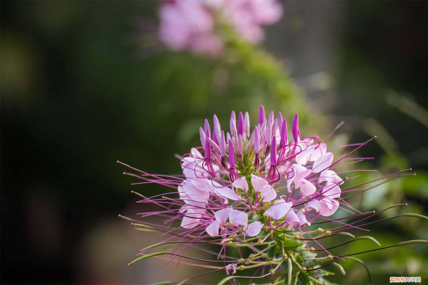 醉蝶花生长环境 醉蝶花的养殖方法