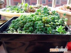 旋叶姬星美人怎么养 姬星美人的养殖方法