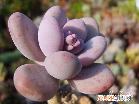 桃美人和星美人有什么区别 桃美人和星美人有什么区别？