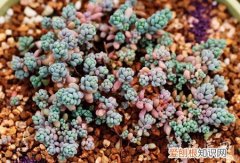 桃美人和星美人有什么区别 桃美人和星美人有什么区别？