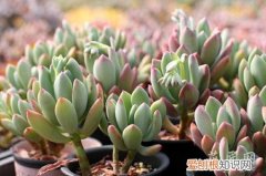 青星美人的养殖方法和注意事项 青星美人怎么养？