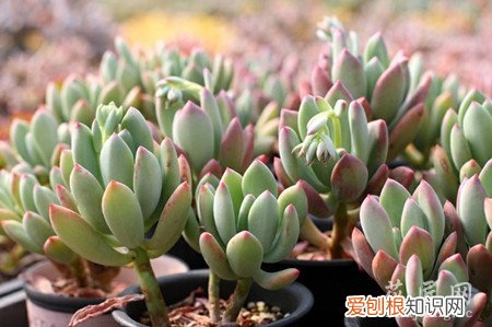 青星美人的养殖方法和注意事项 青星美人怎么养？