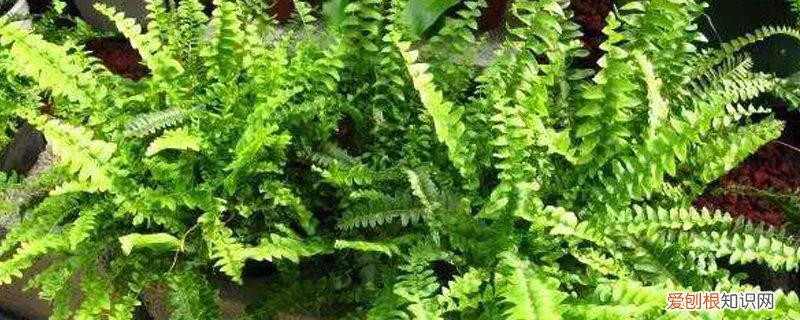 波斯顿蕨的养殖方法和注意事项 波斯顿蕨的养殖方法