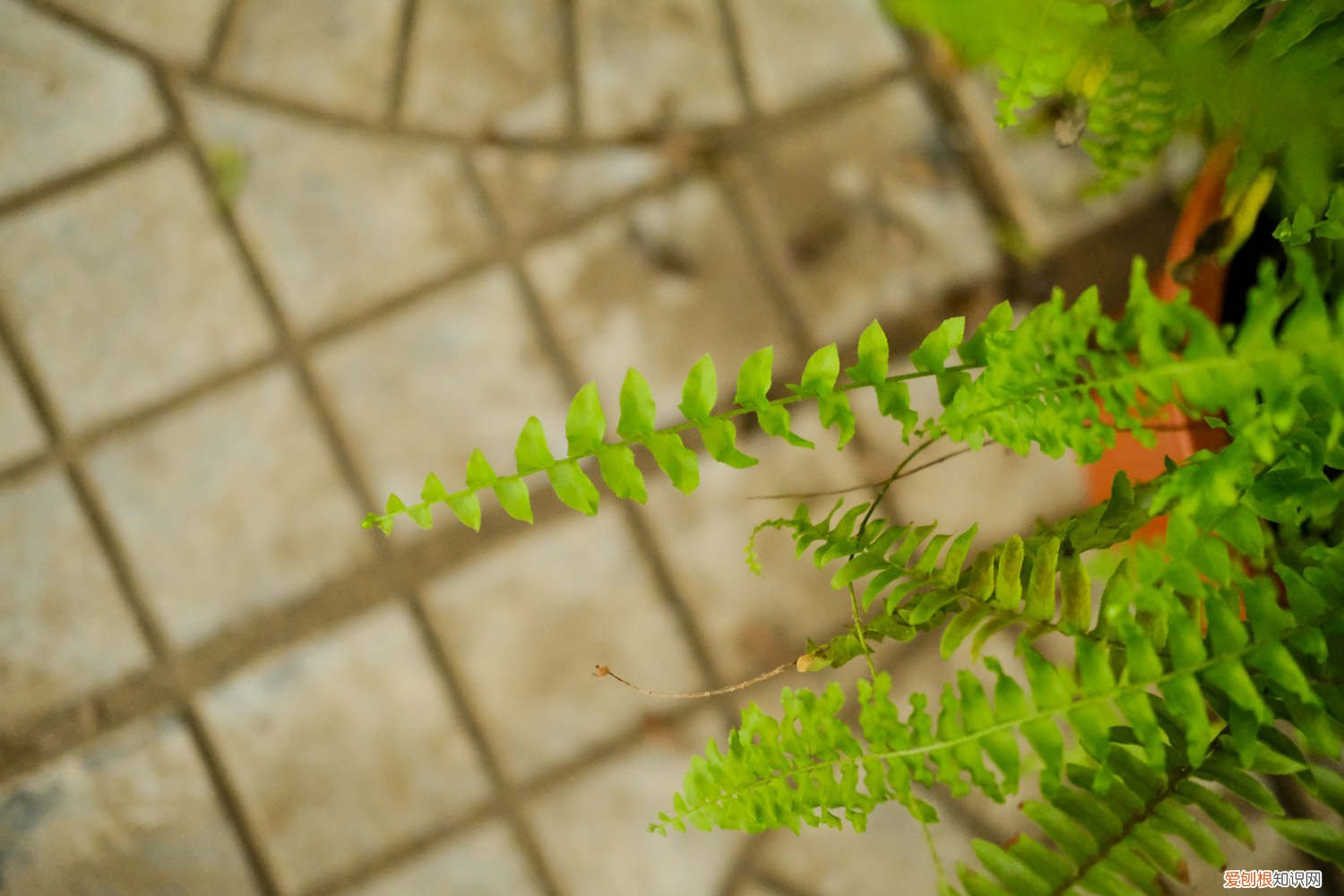 波斯顿蕨的养殖方法和注意事项 波斯顿蕨的养殖方法