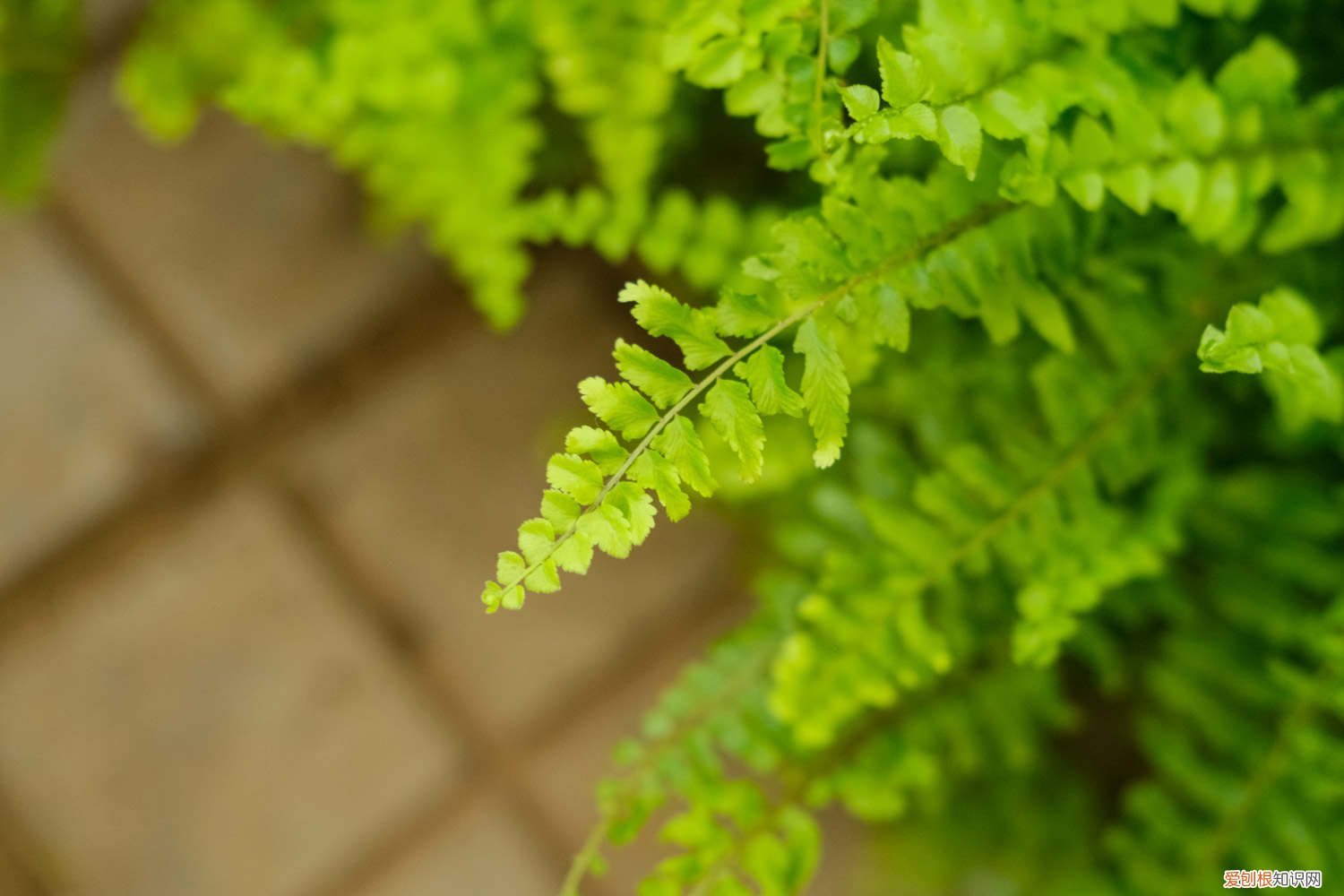 波斯顿蕨的养殖方法和注意事项 波斯顿蕨的养殖方法