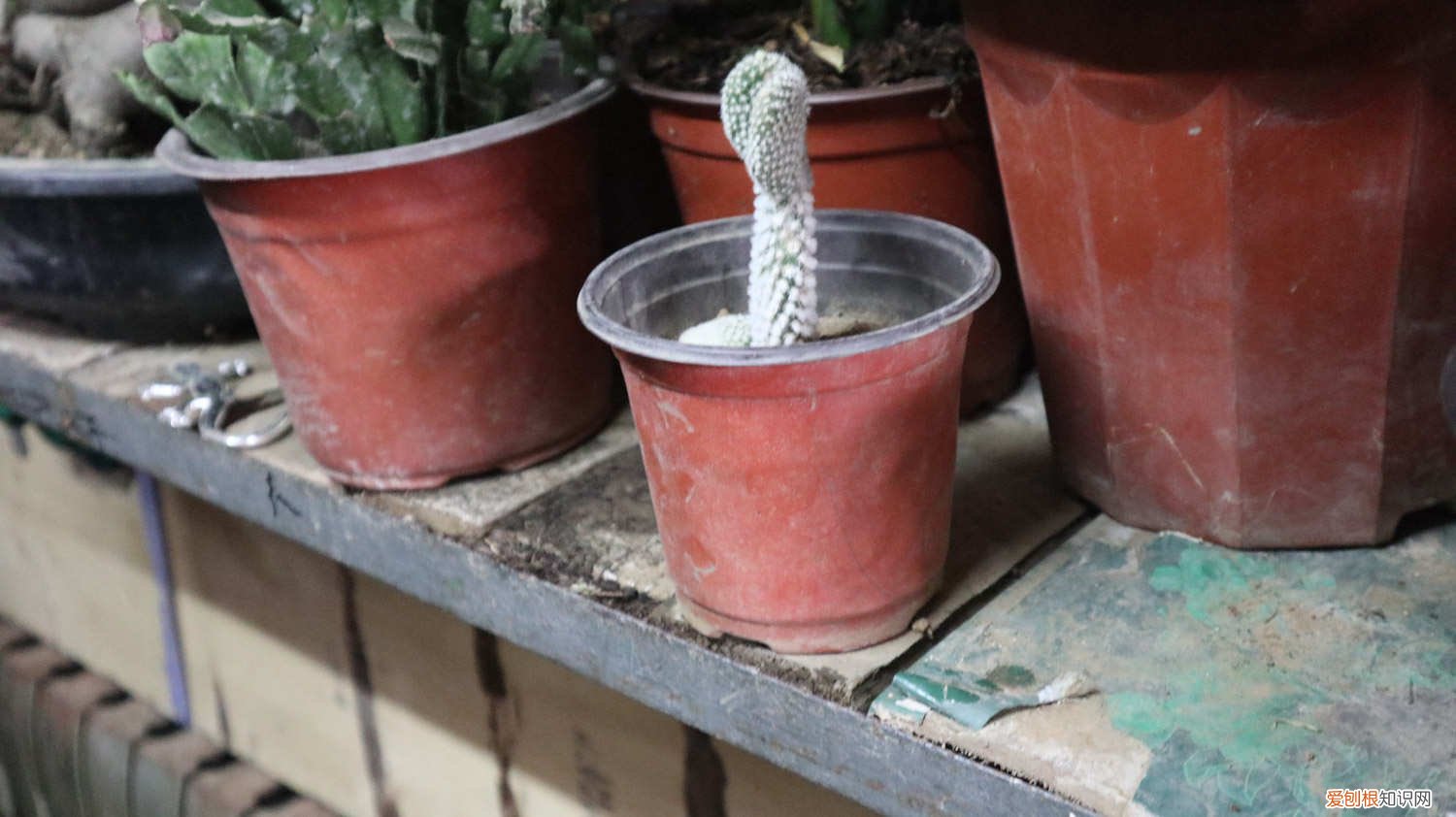 仙人掌多久开一次花 仙人掌多久开一次