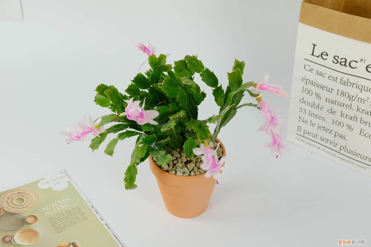 四季蟹爪兰的养殖方法和注意事项 蟹爪兰的四季养护方法