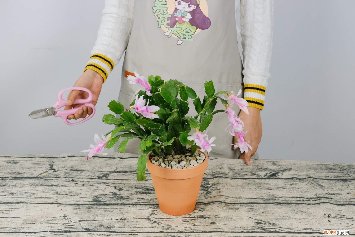 四季蟹爪兰的养殖方法和注意事项 蟹爪兰的四季养护方法