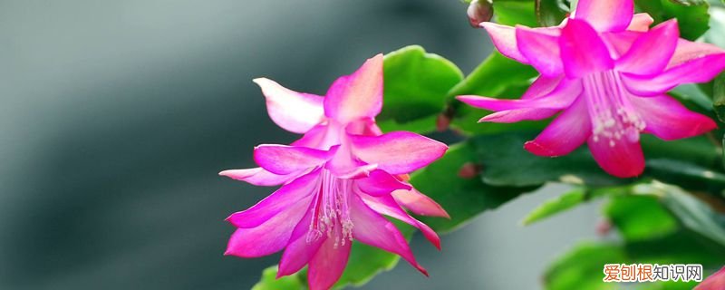 四季蟹爪兰的养殖方法和注意事项 蟹爪兰的四季养护方法